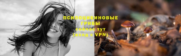 крисы Новокубанск