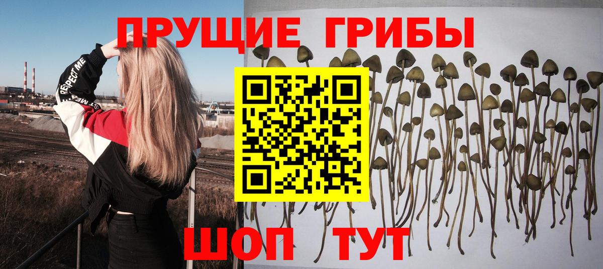 Галлюциногенные грибы Psilocybine cubensis Норильск